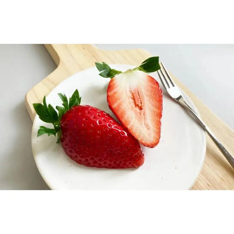 【先行予約】特大まりひめ いちご 朝摘 6個～11個入り×4パック 2027年1月中旬～2027年3月末頃に順次発送予定（お届け日指定不可）/ いちご 苺 まりひめ 和歌山 フルーツ 果物 くだもの【