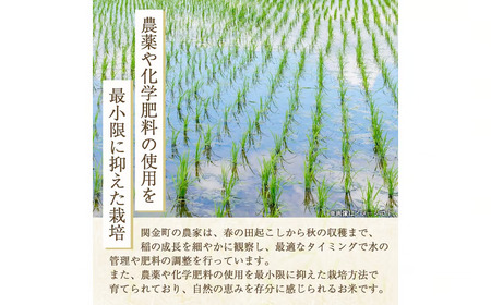 【新米】【在庫限定】令和7年産米 コシヒカリ 10kg （山崎農園）数量限定 新米 米 きぬむすめ