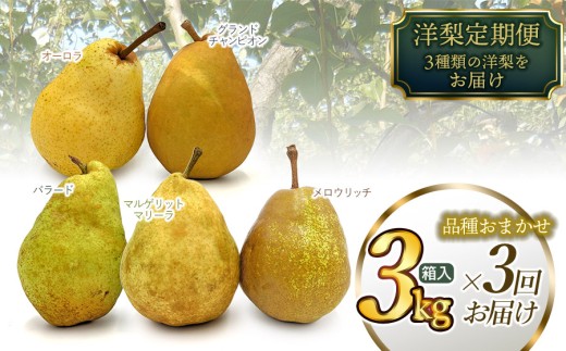 【令和8年産先行予約】 洋梨定期便　3種類の洋梨をお届け（品種おまかせ）　約3kg×3回　山形県鶴岡市産　庄内産直センター　| 洋なし 洋ナシ 果物 定期便 旬 期間限定 食べ比べ 人気 美味しい お取り寄せ 庄内 東北 返礼品