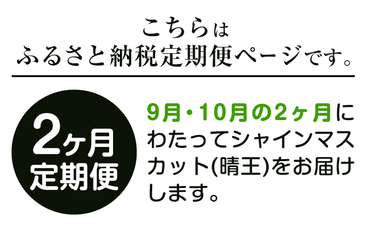 【2026年先行予約】ぶどう プレミアム シャインマスカット定期便 9月 10月発送 船穂 赤秀品 晴王 計2.4kg (約1.2kg×2回お届け) 《2026年9月中旬-10月末頃より出荷予定(土日