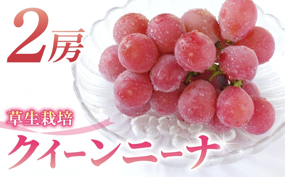 
            クイーンニーナ ご贈答品  大房2房
          