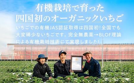 オーガニック【有機JAS承認いちご】「さちのか」12～15粒（380g以上）【2024年2月中旬～発送】｜イチゴ フルーツ 果物 ベリー 苺 国産いちご 有機いちご オーガニックいちご 贈答いちご 贈