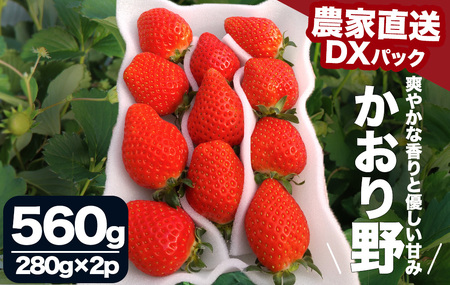 【 先行予約 _ 2025年2月から順次配送】完熟いちご280g かおり野 2パック（DXパック） 　【 いちご 果物 いちご 苺 いちご 静岡いちご いちご 生いちご いちご  】 