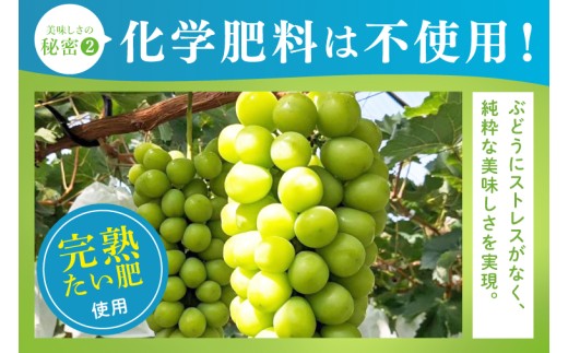 【2026年9月中旬より順次発送】令和7年度 茨城県生産力向上共励会 特別賞受賞！糖度約20～22度！美味しさにこだわったシャインマスカット（約900g）1～2房 化学肥料不使用 農家直送【葡萄 ぶどう マスカット フルーツ 果物 くだもの 水戸市 水戸 茨城県】（GG-22）