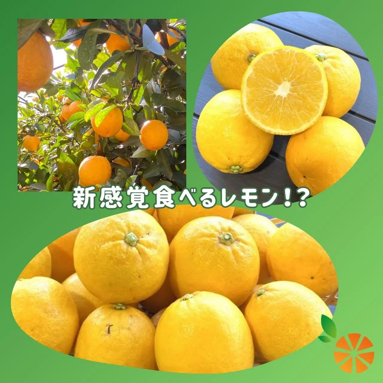 【訳あり】レモネード 3kg 西浦 レモネード レモン 木負観光みかん園