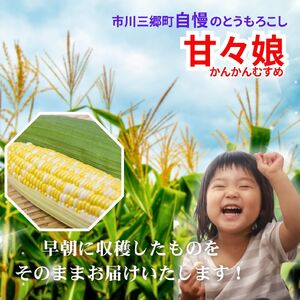 【2026年6月上旬から発送】市川三郷町産　とうもろこし 甘々娘　2Lサイズ 12本入り Dragon Farm 山梨県 市川三郷町 人気 スイートコーン コーン トウモロコシ 朝採り 先行 先行予約