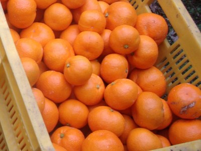 訳あり 有田みかん 約10kg 【ご家庭用】 和歌山県 温州みかん 先行予約【2024年11月中旬より発送予定（お届け日指定不可）】【nuk138A】