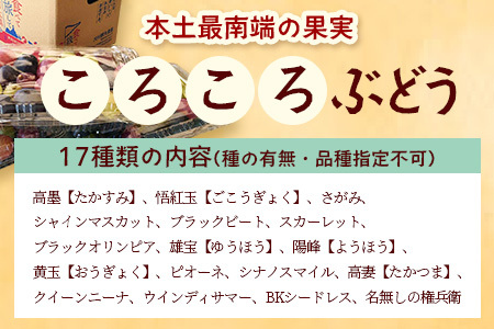 【先行予約】＜訳アリ＞ 本土最南端 ぶどう　ころころぶどうパック 約1.2㎏ ｜訳あり 家庭用 産地直送 旬 ブドウ 葡萄 ぶどう フルーツ 果物 くだもの ≪2025年8月より順次発送≫（BB707