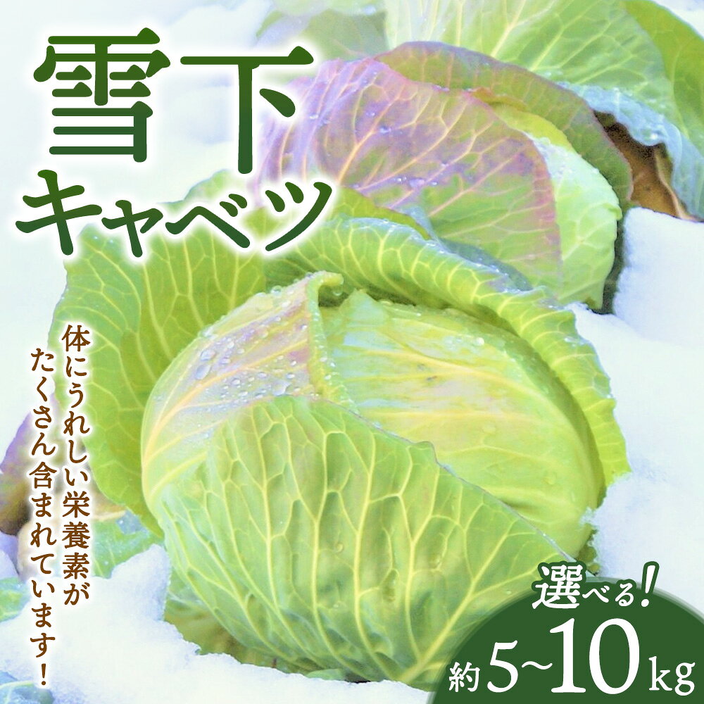 【ふるさと納税】【先行予約】 雪下キャベツ 約5kg 約10kg 2～6玉 | ブランド野菜 甘み 旨み 産地直送 福島県 猪苗代町 ※2027年1月～発送