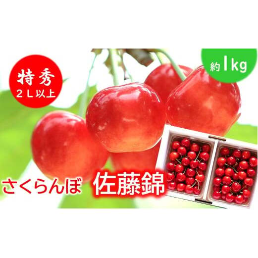 【令和8年産先行予約】 さくらんぼ 「佐藤錦」 約1kg (特秀 2L以上) バラパック詰め 《令和8年6月上旬～発送》 『松田観光果樹園』 サクランボ 生産農家直送 果物 フルーツ デザート 先行予約 予約 山形県 南陽市 [2620]
