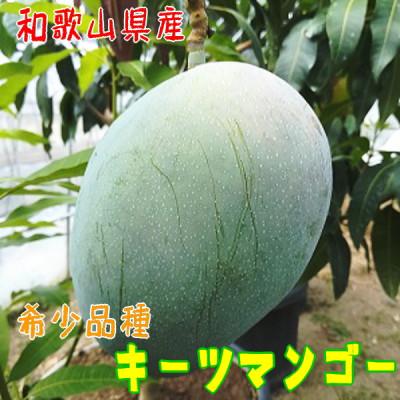 ふるさと納税 和歌山市 【希少マンゴー】濃厚キーツマンゴー　約1kg(1〜3玉)