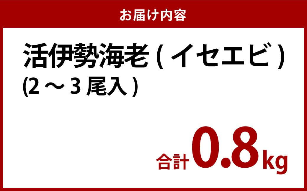 活 伊勢海老 (イセエビ)  2～3尾入り 800g  伊勢エビ エビ 海老 新鮮 