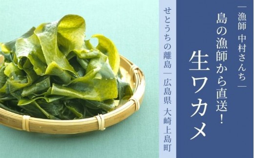 
                  漁師直送！ 生ワカメ 600g 【1月〜2月発送】 大崎上島の漁師 中村さんちのシルキー 食感 海藻 ワカメ わかめ 国産 瀬戸内 産地直送 お取り寄せ 先行予約
                