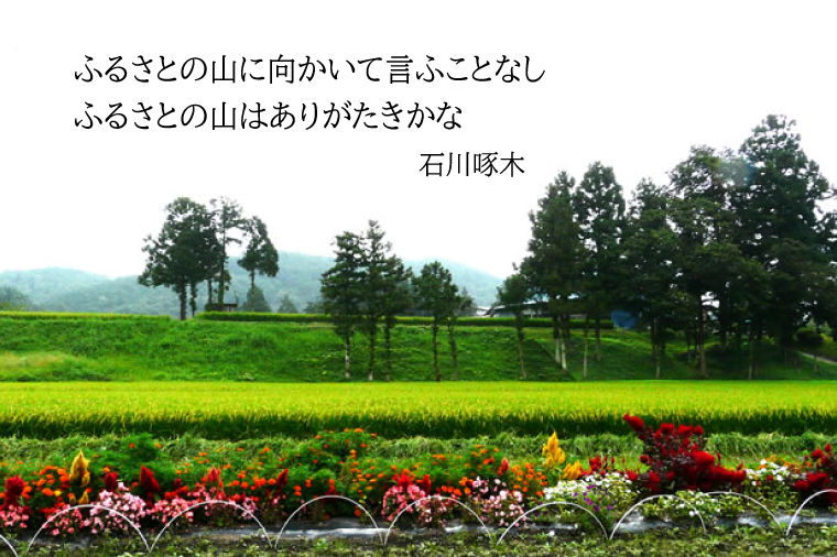 ＼新米 先行予約 令和7年産／ 完熟夕陽米 (精白米) 20kg (5kg×4) ひとめぼれ 特別栽培米 生産農家直送 (CP039) 20kg