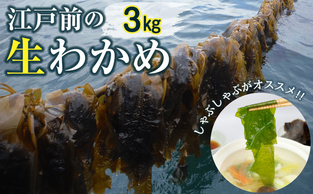 
            新富津のワカメ（生）3kg
          