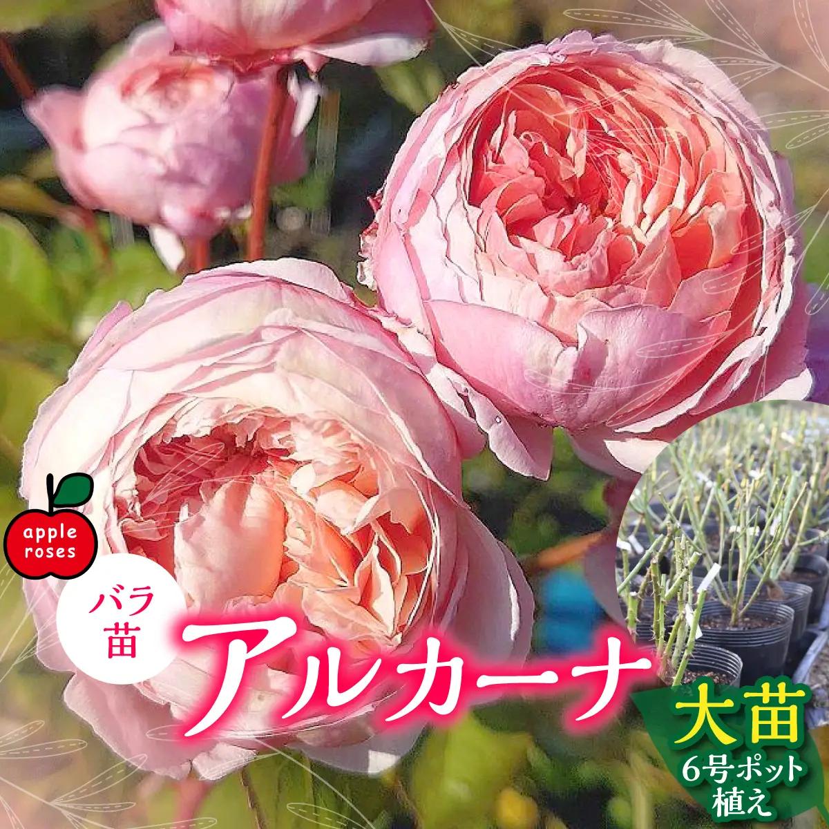 【Apple Roses】バラ苗『アルカーナ』大苗6号ポット植え 苗木 バラの苗木 オリジナル品種 HNNH002