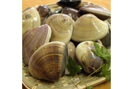九十九里産はまぐり　特大2kg（およそ14~20粒） ※沖縄県、北海道、九州、離島への発送不可