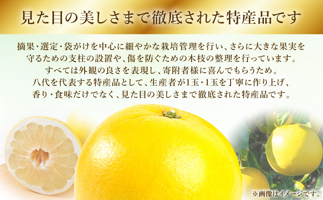 【先行予約】八代特産 晩白柚　秀Lサイズ 2玉 ばんぺいゆ 柑橘 果物 くだもの フルーツ 特産品 熊本県 八代市【2026年12月上旬より順次発送】