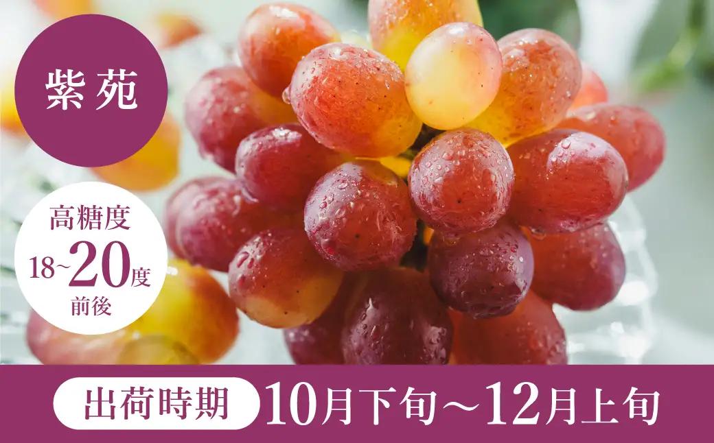 紫苑（しえん）豊岡ぶどう 訳あり 約300g×4パック【2026年先行予約・数量限定】