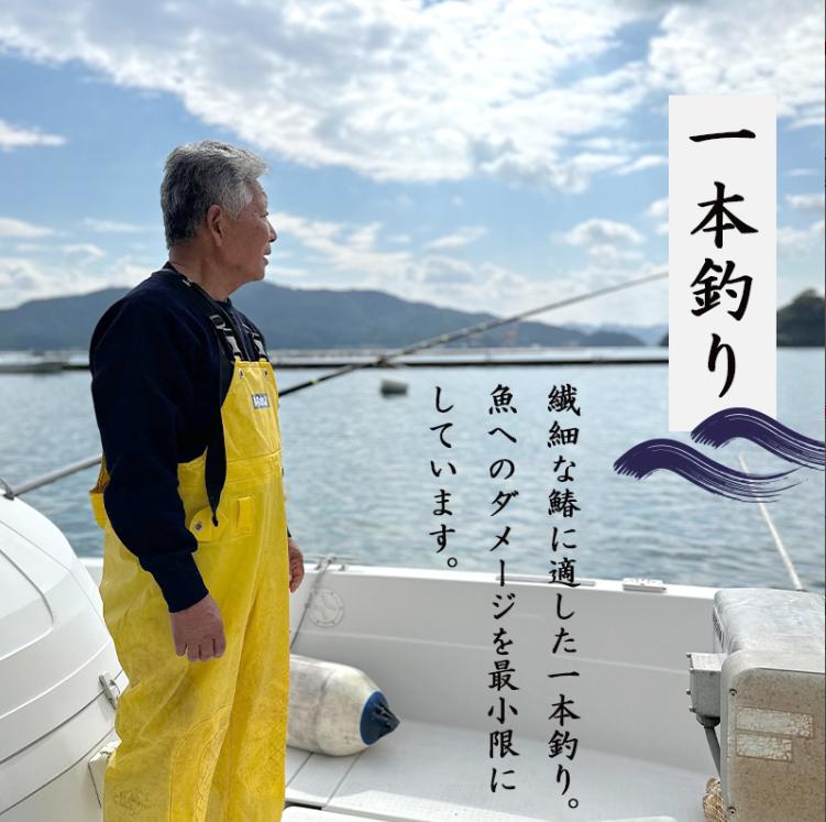 【11月〜3月発送】 漁師直送！！ 一本釣り 京都鰆 2.8kg 以上 鮮魚 1尾 天然 新鮮 鮮度抜群 冷蔵 ナマモノ 寒さわら 活締め