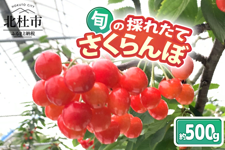 【2025年先行予約】山梨県北杜市産　旬の採れたてさくらんぼ　約500g さくらんぼ 高砂 佐藤錦 紅秀峰 約500g 2025年 先行予約 期間限定 数量限定 採れたて大粒 大玉 果物 くだもの 夏果実 サクランボ チェリー 高級 鉄分 美肌効果 疲労回復 山梨県 北杜市産