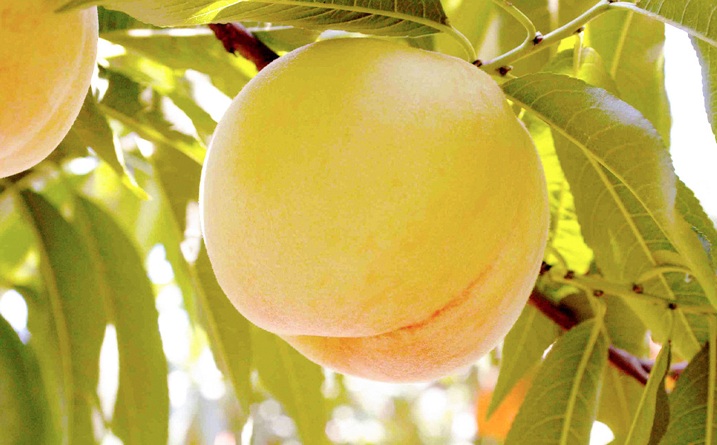 
            【ロイヤル】岡山白桃6玉入り（1玉240g以上)【もも 桃 白桃 果物 フルーツ 国産 人気 おすすめ 岡山県 倉敷市】【2026年7月上旬～8月下旬 発送予定】
          