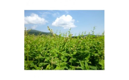 北海道雄武町産　韃靼そば乾麺(200g×8)【04116】