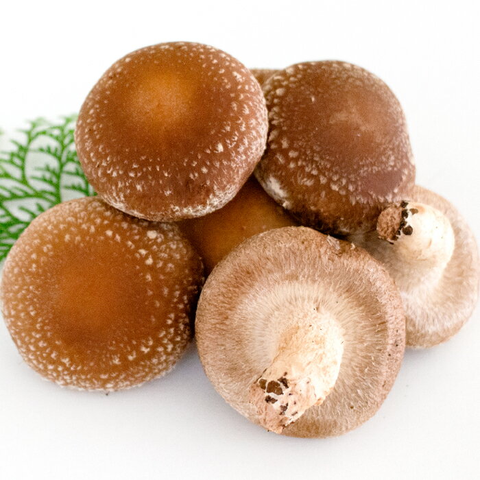 【ふるさと納税】「奥出雲椎茸」秀品箱入 椎茸 生しいたけ 1kg 収穫直後 サイズ混合 新鮮 旨味たっぷり 菌床栽培 国産 きのこ キノコ 野菜 料理 食品 産地直送 自宅用