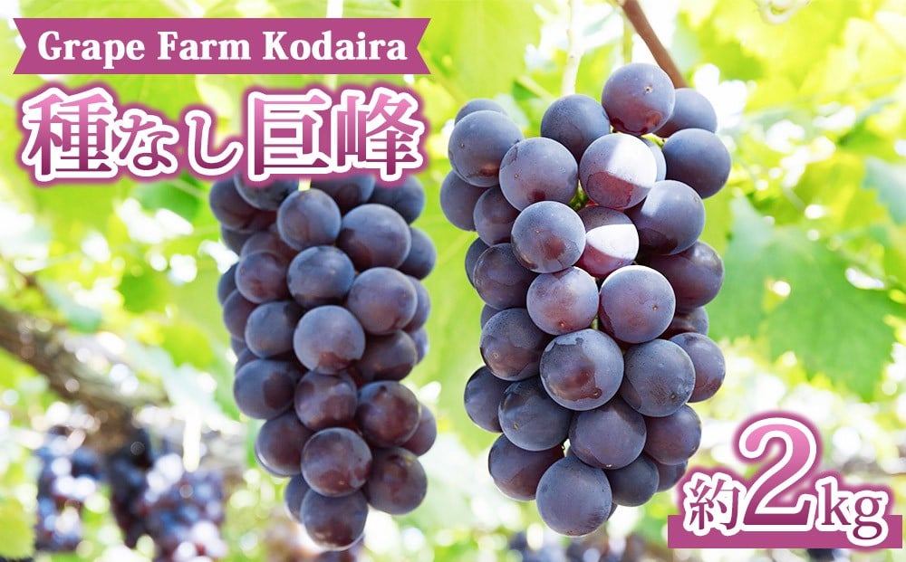 
            【Grape Farm Kodaira】種なし巨峰　約2kg（4～6房）
          