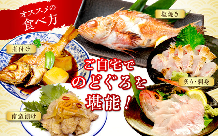 のどぐろ（鮮魚）1.2kg程度 処理済 のどぐろ 【006_2041】