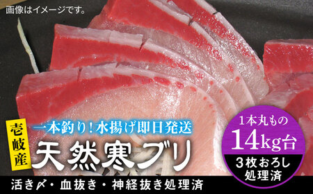壱岐島産天然寒ブリ（14ｷﾛ台・3枚おろし）[JBS113]