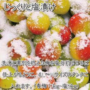 贈答　いなみの里梅園　こんぶ風味梅干（木樽入り）　1kg　塩分約8%【和歌山産】　紀州南高梅　印南町　