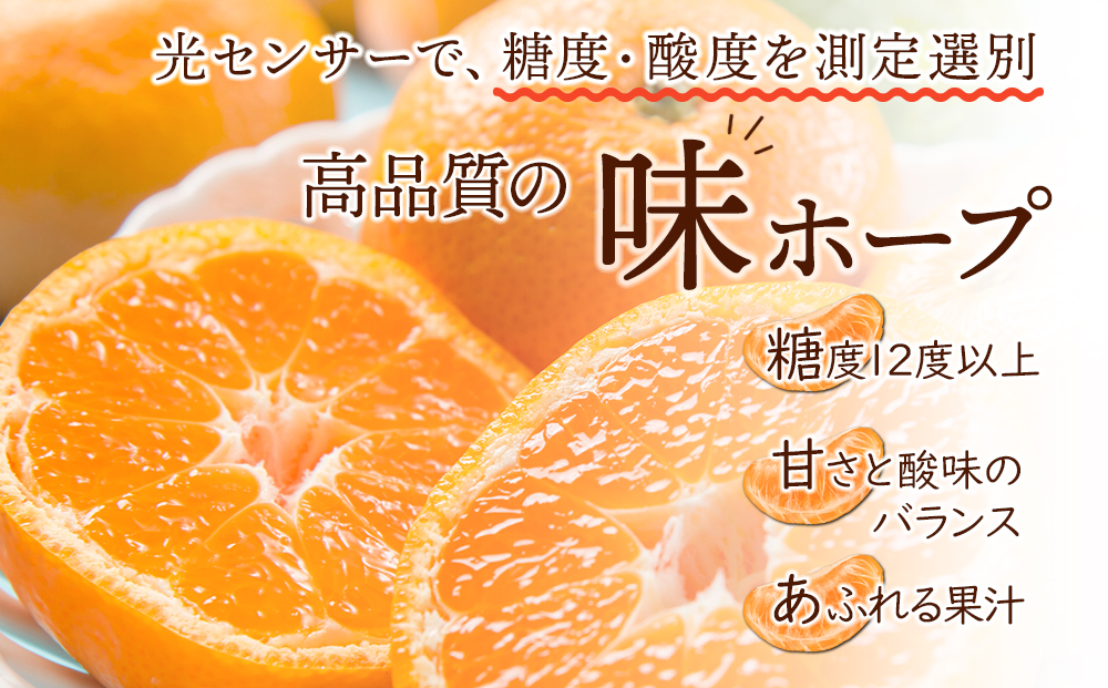 【糖度12度以上！】長崎県産 みかん 味ホープ 約10kg＜期間限定／先行予約＞【2024年11月中旬以降順次発送】