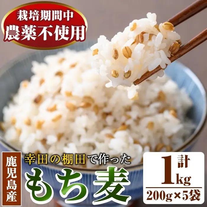 ダイシモチ もち麦 200g×5袋 【福永商店】 もち麦 雑穀 _y215