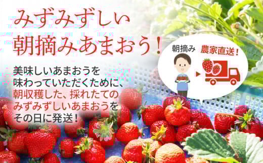 ジャム用あまおう1kg ※2026年2月中旬～5月10日頃にかけて順次出荷予定 BD08