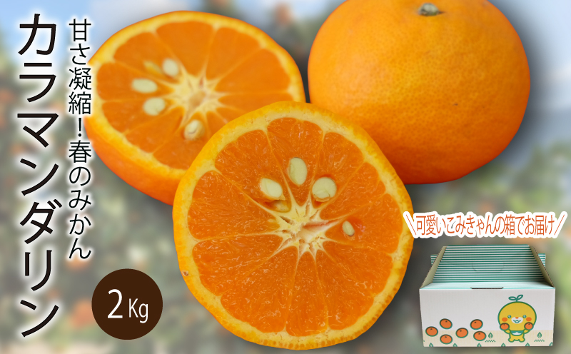 【先行予約】【2026年4月上旬〜5月下旬頃順次発送】 カラマンダリン 2kg（2L〜S）｜先行予約 カラマンダリン 柑橘 カラマンダリン 取り寄せ カラマンダリン 甘いみかん 春のみかん カラマンダリン ギフト カラマンダリン 愛媛県産 カラマンダリン ミカン みかん ミカン mikan 蜜柑 柑橘 フルーツ 果物 くだもの お取り寄せ 産地直送 数量限定 人気 おすすめ 送料無料 贈答 愛媛県 松山市