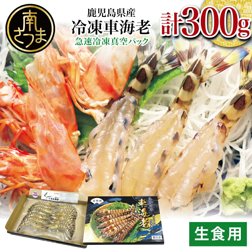 【ふるさと納税】【鹿児島県産】活〆 冷凍車海老 300g（生食用） 車エビ 車えび くるまえび 海老 クルマエビ 海鮮 刺身 寿司 天ぷら 塩焼き エビフライ 南さつま市 送料無料