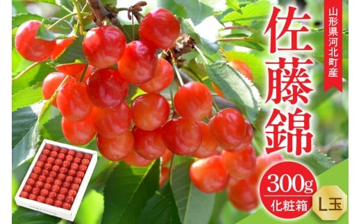 【令和8年産】さくらんぼ 佐藤錦 300g L玉 手詰め 特秀品 化粧箱入 山形県河北町産 【山形eLab】　フルーツ 人気 贈答 ふるさと納税 河北町 2026年産  ka074-035