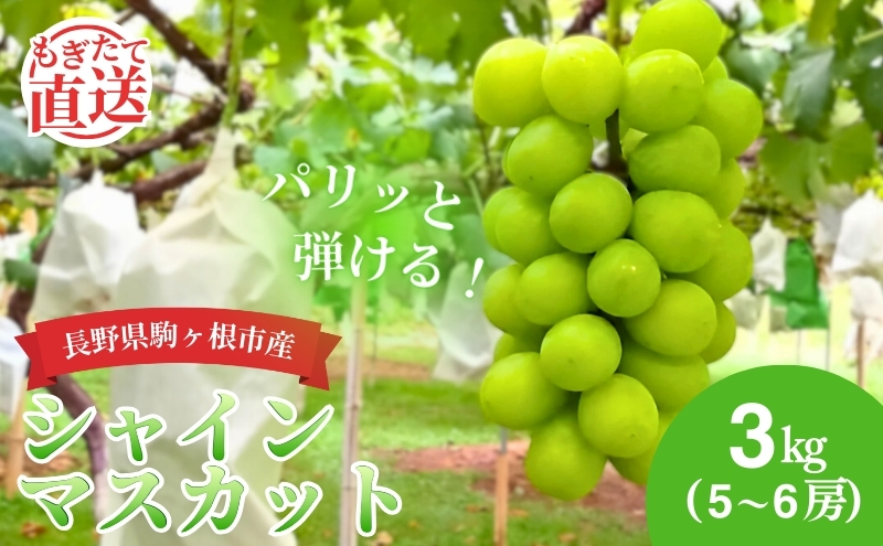 シャインマスカット 3kg （5～6房） 長野 農家からもぎたて直送 ぶどう 種なし 皮ごと 産地直送 フルーツ 果物 デザート おやつ マスカット ブドウ 葡萄 秋 旬 駒ヶ根市産 信州 長野県 長野県産