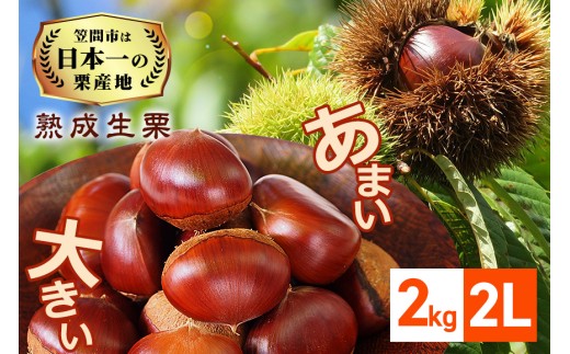 【2026年先行予約】 生栗 栗 2kg 2L 数量限定 国産 和栗 くり クリ スイーツ 果物 フルーツ 栗きんとん モンブラン 栗ご飯 栗ごはん 秋 旬 低温熟成 ギフト プレゼント 農産物直売所すわ 笠間市 栗生産量 日本一 茨城県 いばらき
