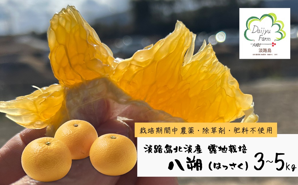 
                  淡路島北淡産 露地栽培八朔（はっさく） -栽培期間中、農薬・除草剤・肥料不使用 -　約3～5kg
                