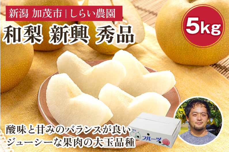 
            【2025年先行予約】しらい農園の和梨 新興 秀品5kg（6〜16玉）《10月下旬から順次発送》 果実 フルーツ 贈答 ギフト  甘くてジューシーな梨 なし 新興 しんこう 加茂市 しらい農園
          