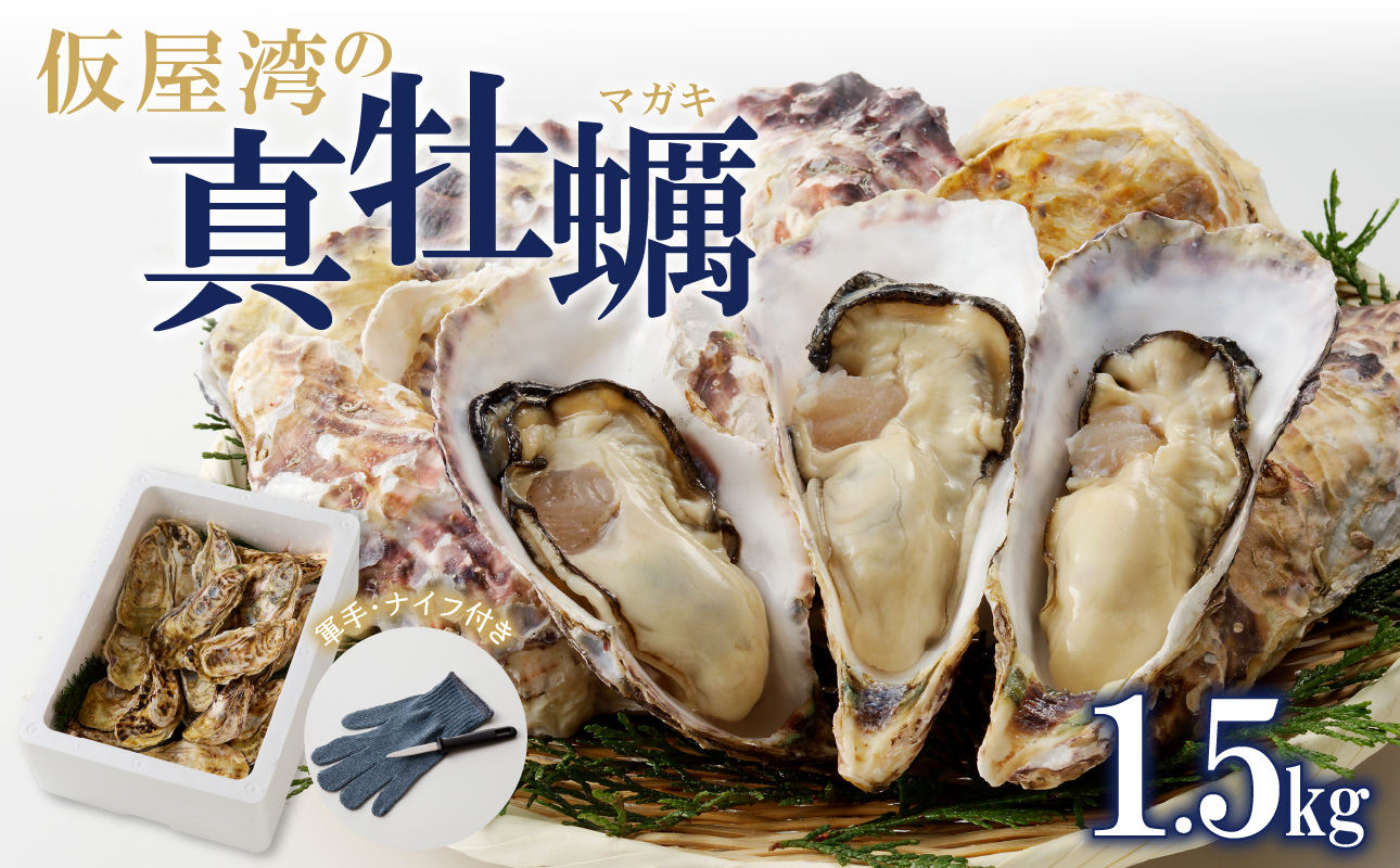 仮屋湾の真牡蠣 1.5kg【殻付き】（1月配送）