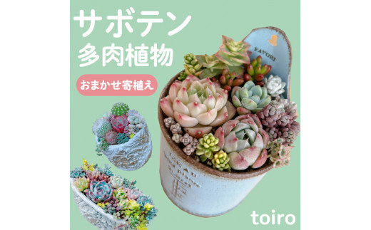 
サボテン 多肉植物 寄植え おまかせ 鉢付き オシャレ 観葉植物 塊根 コーデックス オージープランツ ロックガーデン 盆栽 ギフト プレゼント 自然 インテリア 可愛い 雑貨 愛媛 愛南町 toiro
