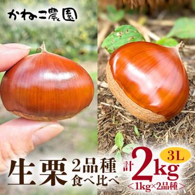 ふるさと納税 笠間市 【2026年秋　先行予約】笠間の栗・かねこ農園の生栗　食べ比べ1kg×2品種(3L)