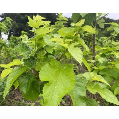 ふるさと納税 小山市 桑地区栽培　桑の葉パウダ-100%　50g×3袋入り |  | 01