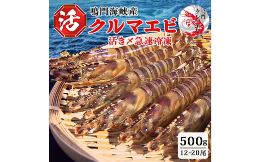 
活〆 急速冷凍 クルマエビ 500g　【冷凍発送】
