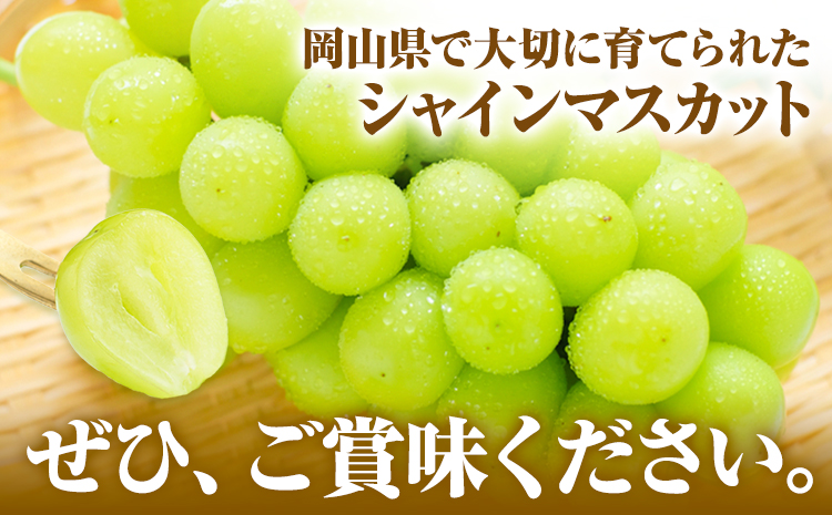 【先行予約】岡山県産 シャインマスカット (家庭用) 2〜3房(約1.2kg)《9月中旬-11月中旬頃より発送予定(土日祝除く)》テレビせとうち株式会社 冷蔵 果物 ブドウ 送料無料 岡山県 浅口市