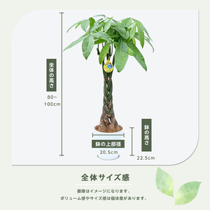 2026年3月上旬～発送【観葉植物】パキラ80cm～100cm(鎌ヶ迫園芸場/IB086-004) 南国鹿児島県で育った 観葉植物！植物 鉢付 インテリア 室内 オフィス おしゃれ プレゼント ギフト
