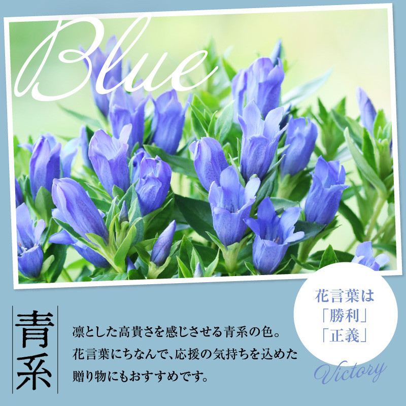 【先行予約】 りんどう 青系 1束 10本入り 花 生花 切花 2026年8月上旬～9月中旬 お届け予定 山形県 米沢市